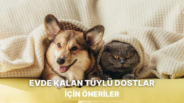 Gün boyu evde yalnız kalan patili dostunun konforunu artıracak 10 öneri