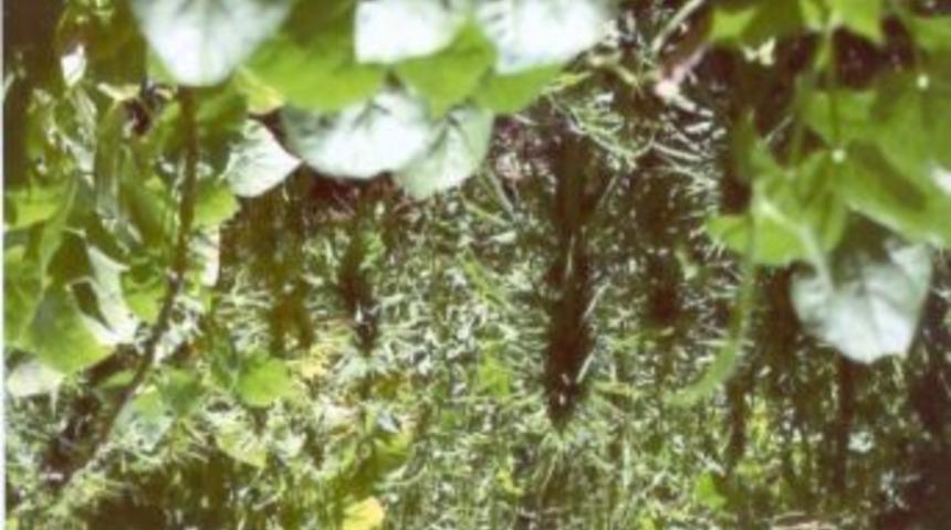 Şirvan'da kenevir ele ge&ccedil;irildi