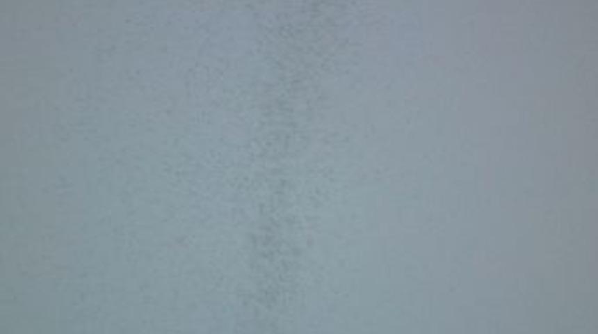 Sineklerin garip hareketleri görenleri şaşırttı