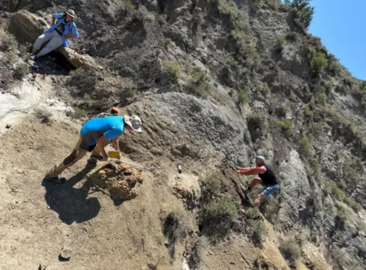 66,5 milyon yıllık ayak izi: Tam 7 metre 2