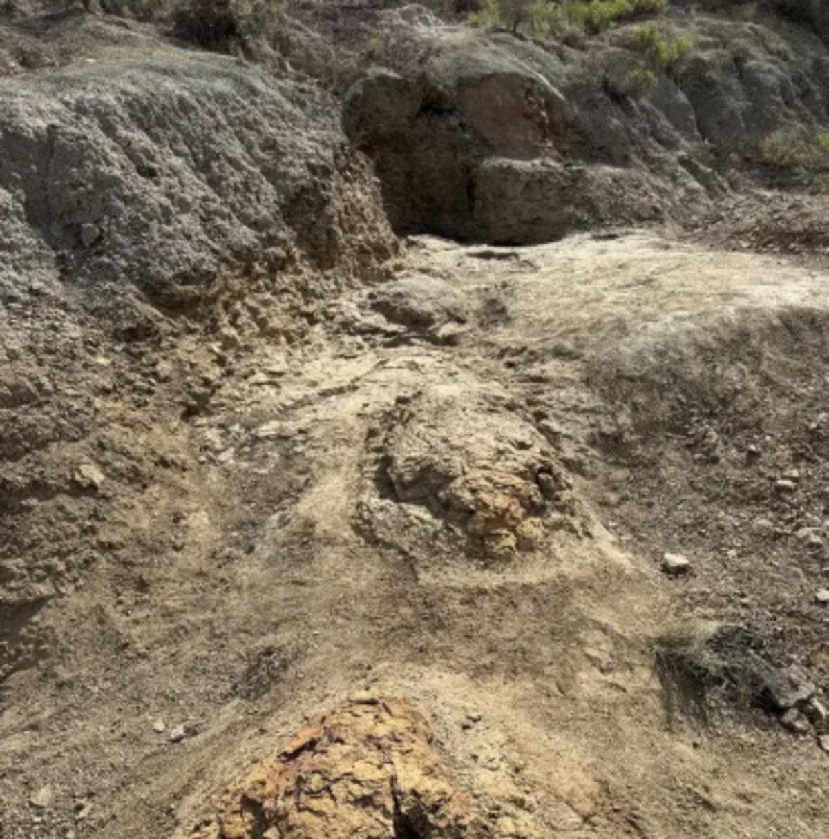 66,5 milyon yıllık ayak izi: Tam 7 metre 3
