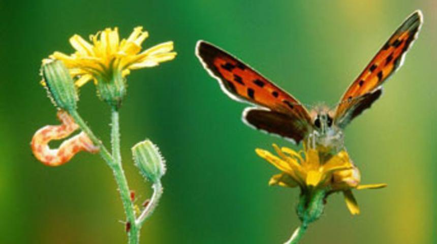 Kelebek hırsızına 24 bin lira ceza