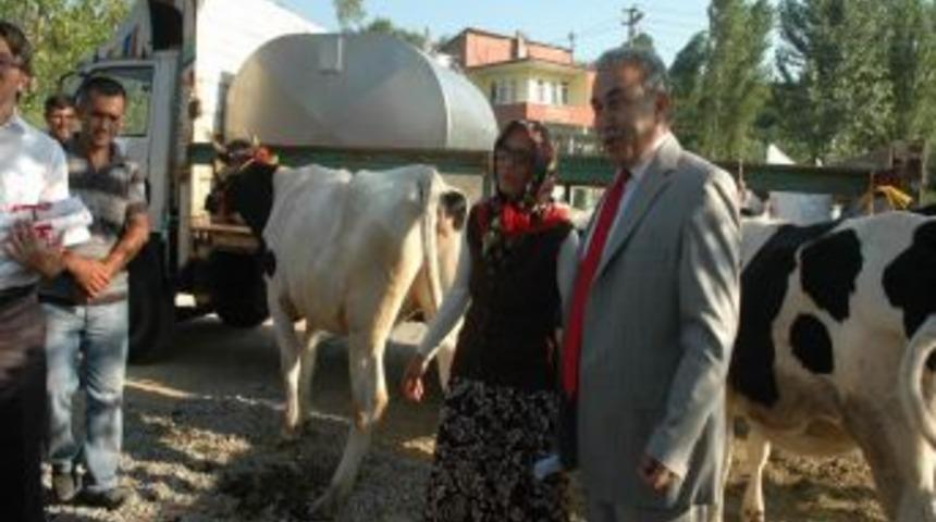 Limandere'de 85 &ccedil;ift&ccedil;iye 4'er tane gebe inek dağıtıldı