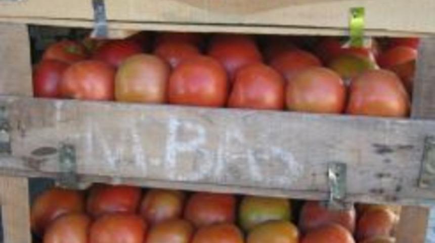 Erciş domatesi Kağızman'da sevildi