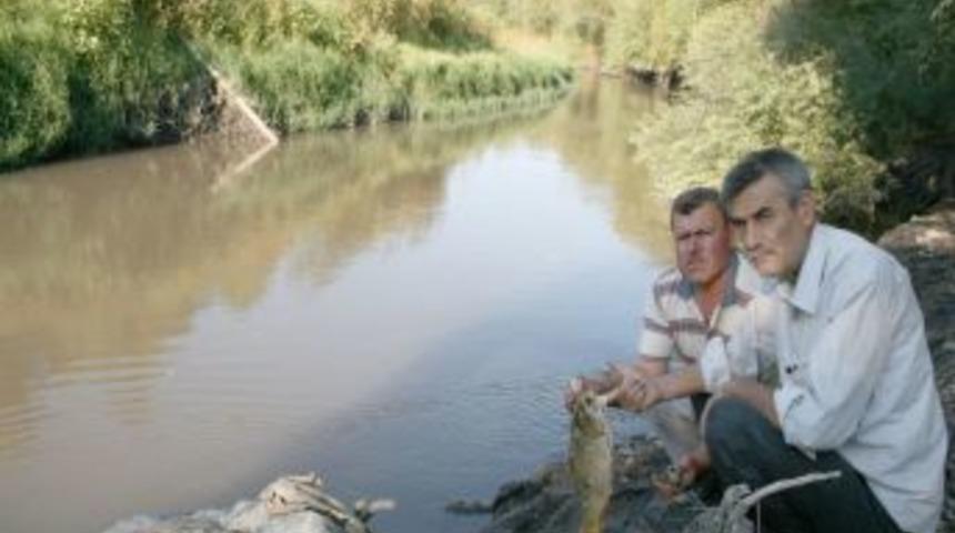 Zaman'ın haber verdiği Bakır&ccedil;ay&rsquo;daki balık &ouml;l&uuml;mleri araştırılıyor