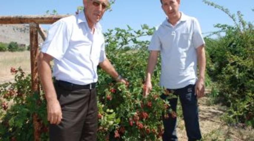 SD&Uuml; &ccedil;ift&ccedil;ilere alternatif &uuml;r&uuml;n olarak b&ouml;ğ&uuml;rtlen ve ahududu &uuml;retiyor