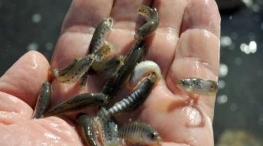 Seyfe G&ouml;l&uuml;n&rsquo;de kuşlardan sonra balıklar da &ouml;lmeye başladı