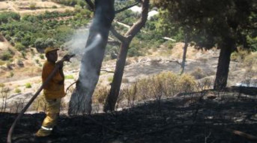 Alanya&rsquo;daki orman yangınında kaplumbağalar telef oldu