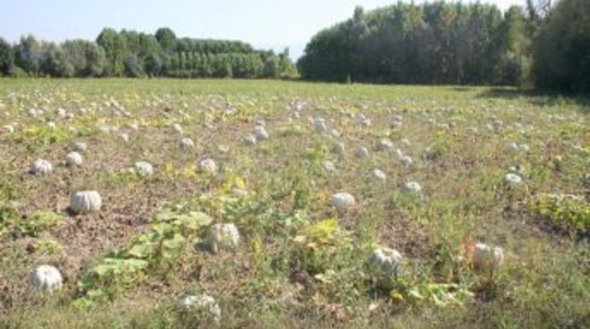 Kursu tamamlayan kabak yetiştiricileri, &uuml;r&uuml;nlerini toplamaya hazırlanıyor