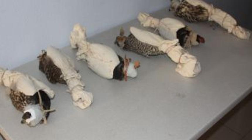 Atmacaları aracın motor kaputunda ka&ccedil;ırmaya &ccedil;alışmışlar