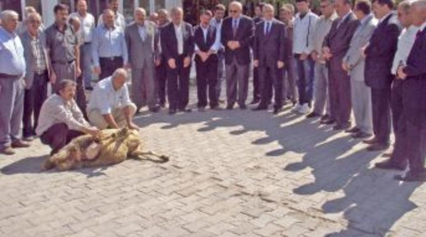 Okul servis şof&ouml;rleri kazasız bir yıl i&ccedil;in kurban kesti