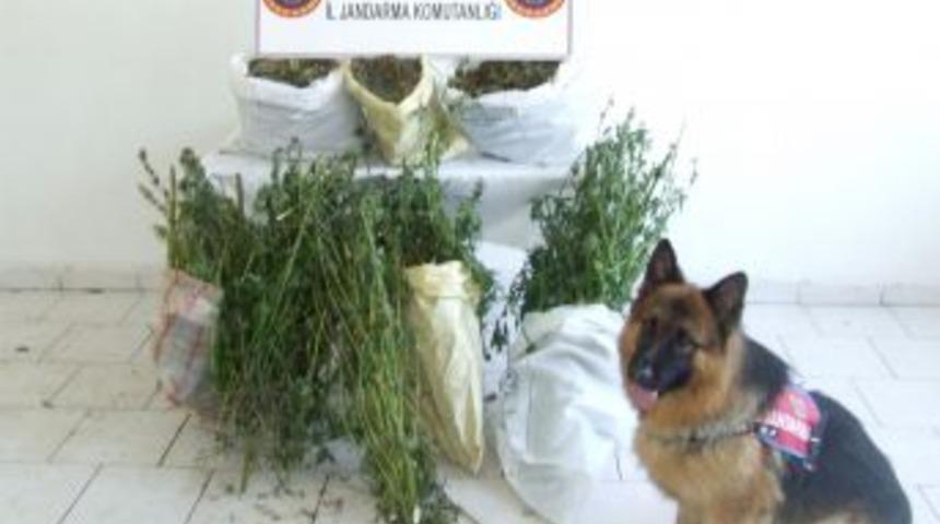 Hazine arazisine gizlenen esrarı, narkotik k&ouml;peği Adak buldu