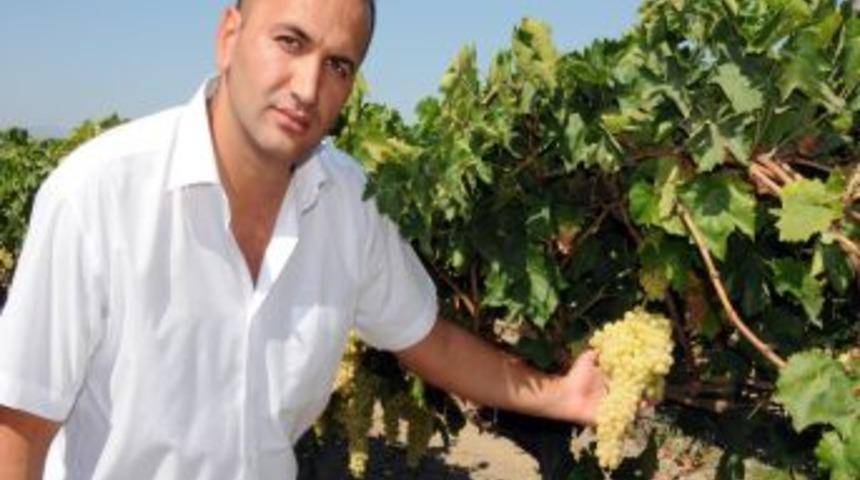 &Uuml;z&uuml;m&uuml;n 5 yeni &ccedil;eşidi daha tescillendi