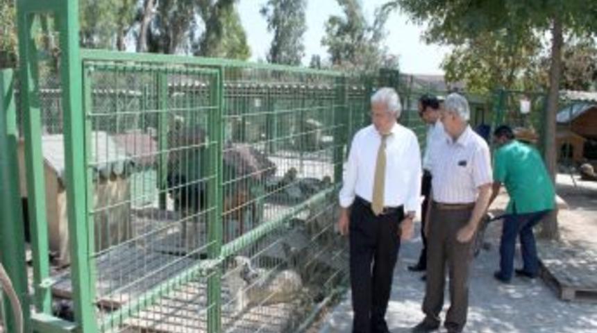 Adana Barosu: Hayvan haklarını koruyan yasa uygulanmalı