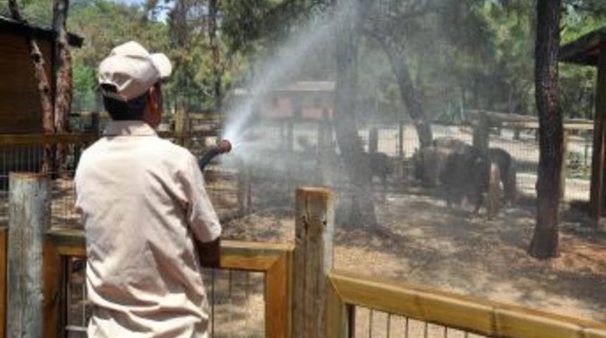 Antalya&rsquo;da nemden insanlar denize, hayvanlar k&uuml;&ccedil;&uuml;k havuza girdi
