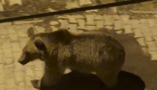 Kars&rsquo;ta boz ayılar mahalle aralarında cirit attı: Biri g&ouml;zc&uuml;, diğeri peşinden sallana sallana ilerledi
