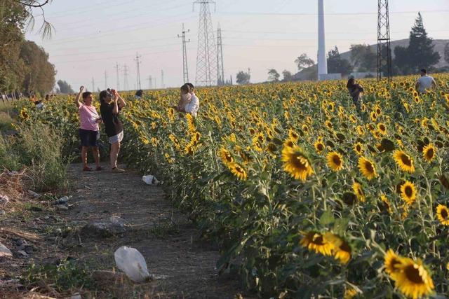 Doğal fotoğraf st&uuml;dyosu halini alan ay&ccedil;i&ccedil;ek tarlası vatandaşların ilgi odağı oldu 3