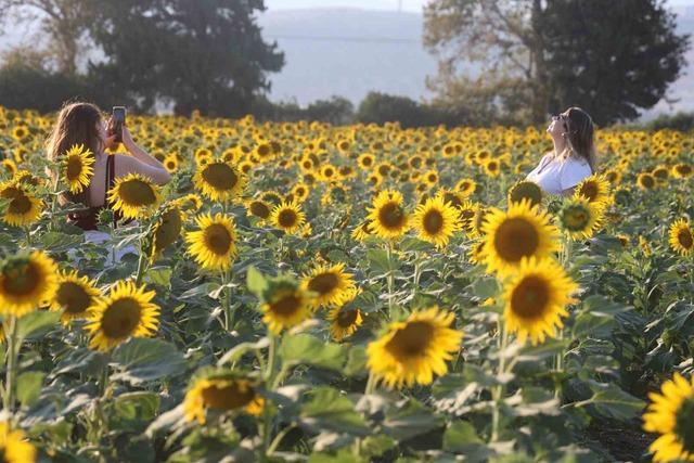 Doğal fotoğraf st&uuml;dyosu halini alan ay&ccedil;i&ccedil;ek tarlası vatandaşların ilgi odağı oldu 1