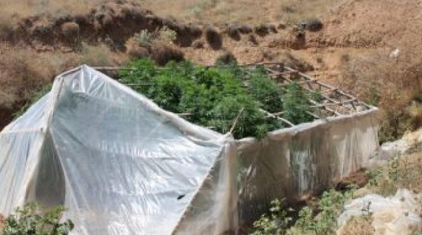 Domates serasında yetiştirilen 200 k&ouml;k Hint keneviri imha edildi