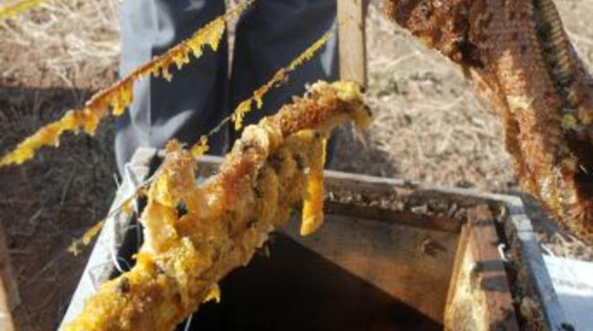 Aşırı sıcaklar arıcıları vurdu; Güneydoğu’da arıların büyük bölümü telef oldu