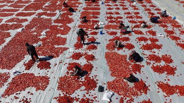 Tuzlanıyor, güneşte 6 gün bekletiliyor! Elazığ’dan dünya pazarına gidiyor