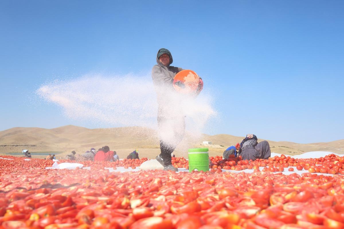 Tuzlanıyor, güneşte 6 gün bekletiliyor! Elazığ’dan dünya pazarına gidiyor 2