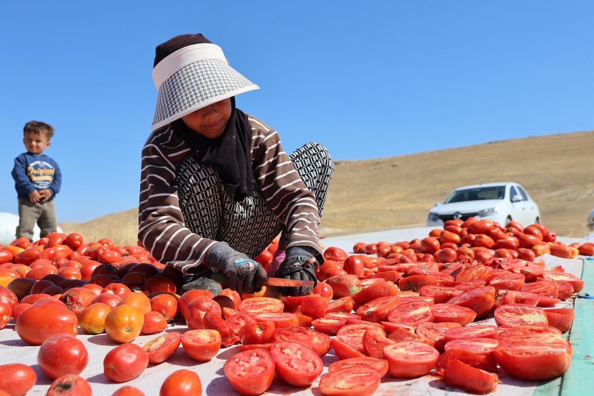 Tuzlanıyor, güneşte 6 gün bekletiliyor! Elazığ’dan dünya pazarına gidiyor 1