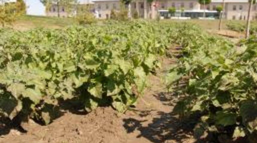 Ağrı İbrahim &Ccedil;e&ccedil;en &Uuml;niversitesi, Altın &Ccedil;ilek yetiştiriyor