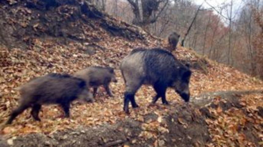 G&uuml;ll&uuml;k&rsquo;&uuml;n yeni konukları yaban domuzları