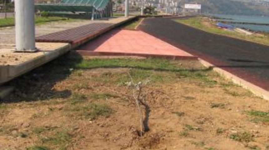 Şehir magandaları parktaki ağa&ccedil; ve bankları kırdı