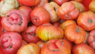 Domatesin bir tanesi 1 kilo 200 gram: Kilosu 50 TL