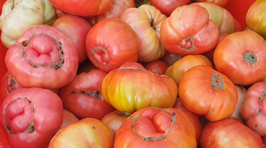 Domatesin bir tanesi 1 kilo 200 gram: Kilosu 50 TL