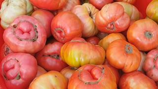 Domatesin bir tanesi 1 kilo 200 gram: Kilosu 50 TL