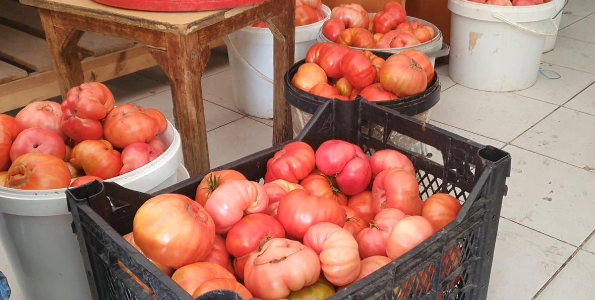 Domatesin bir tanesi 1 kilo 200 gram: Kilosu 50 TL 1