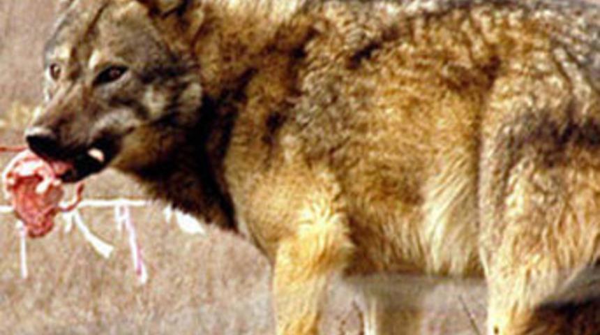 Kendisine saldırıan kurdu boğarak &ouml;ld&uuml;rd&uuml;