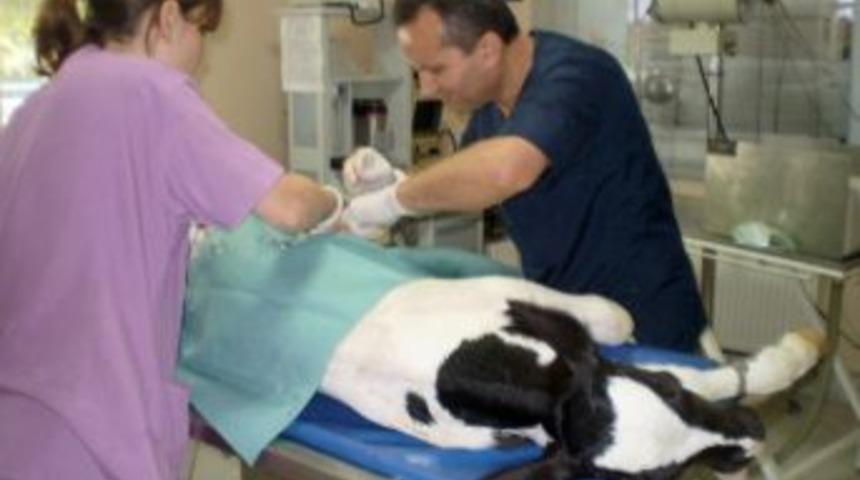 5 g&uuml;nl&uuml;k buzağının doğumda kırılan ayağına platin takıldı