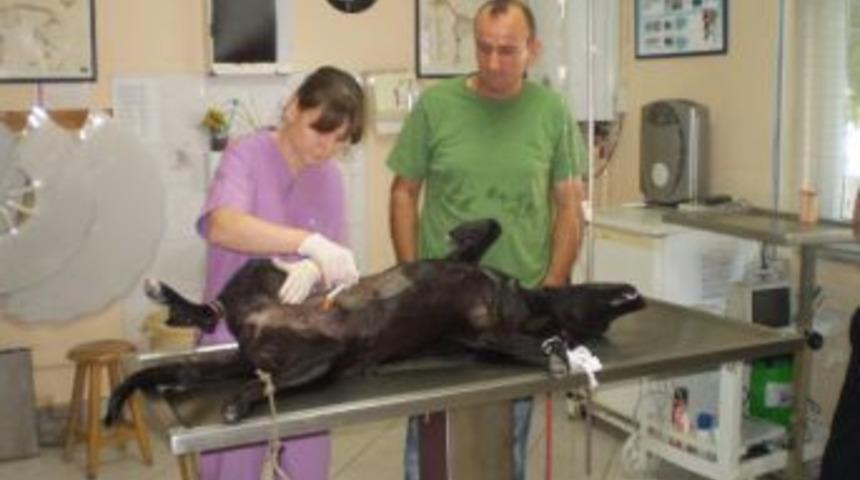 Sokak hayvanları i&ccedil;in belediye gibi &ccedil;alışıyor