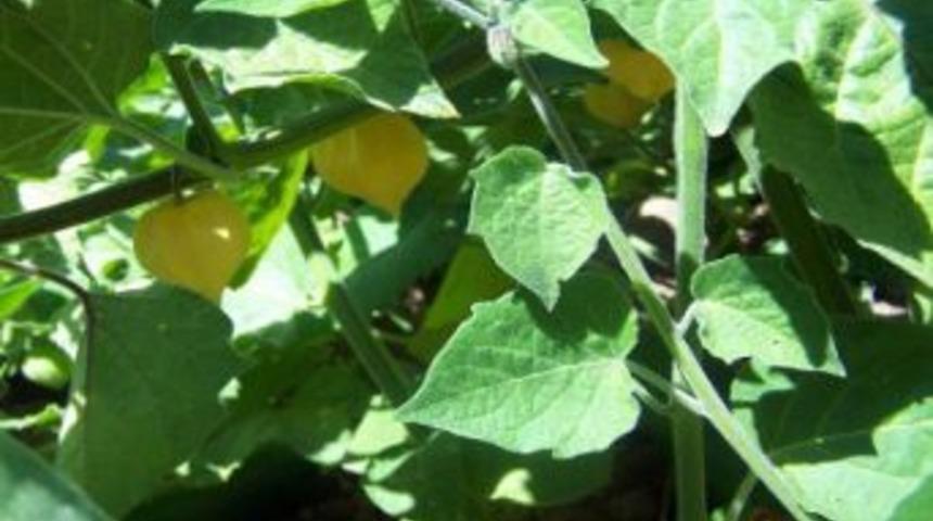 Karaman&rsquo;da altın &ccedil;ilek yetiştiriciliğine &ouml;zel &uuml;retim sahası