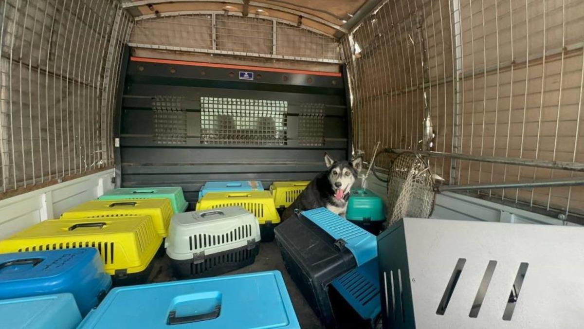 Marmaris teki &ccedil;&ouml;p evden bir kamyon &ccedil;&ouml;p ve 30 a yakın kedi &ccedil;ıktı 2
