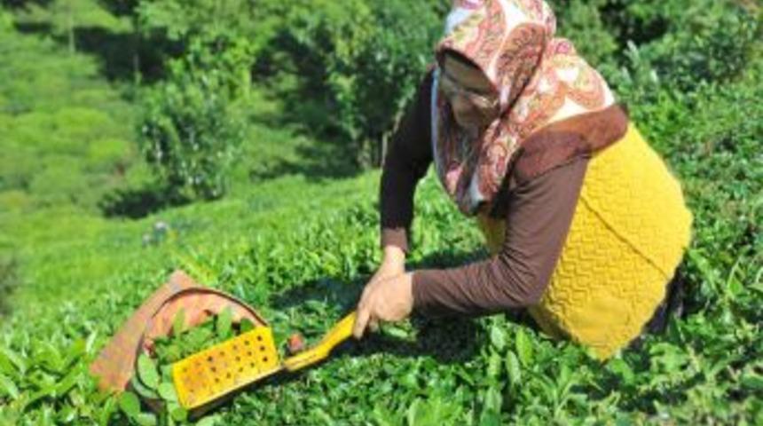 Rize&rsquo;de &ccedil;ay sekt&ouml;r&uuml;n&uuml;n sorunları masaya yatırılacak