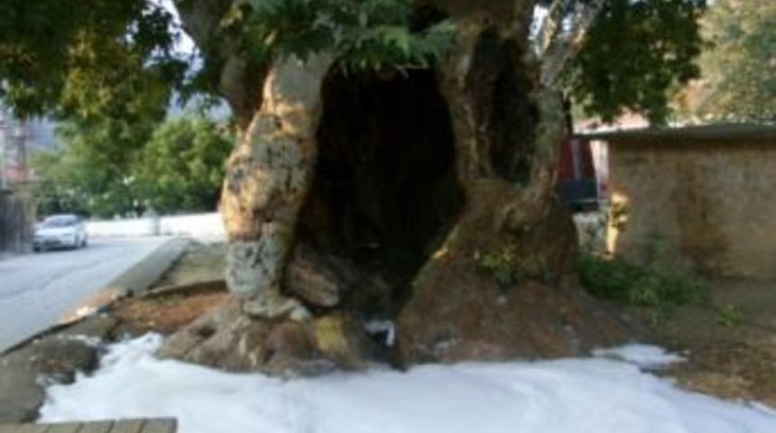 7 asırlık &ccedil;ınar ağacı, yangın tehlikesi atlattı