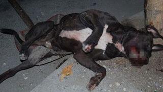 Bağcılar'da pitbull dehşeti