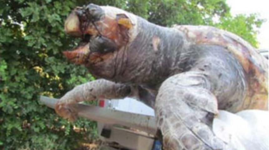 Kuşadası sahillerinde vahşet