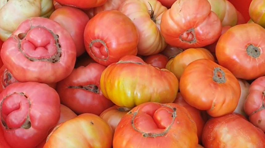 Ata tohumunu toprağa ektiler, ortaya devleri &ccedil;ıktı! Bir tanesi 1 kilo 200 gram