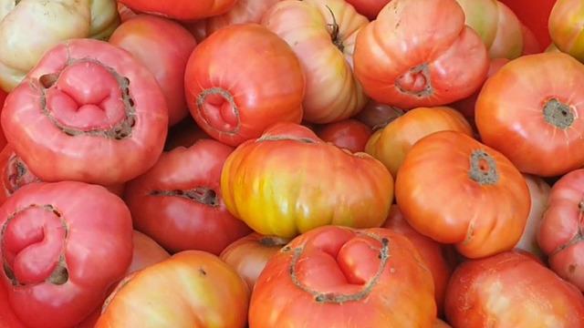Ata tohumunu toprağa ektiler, ortaya devleri çıktı! Bir tanesi 1 kilo 200 gram