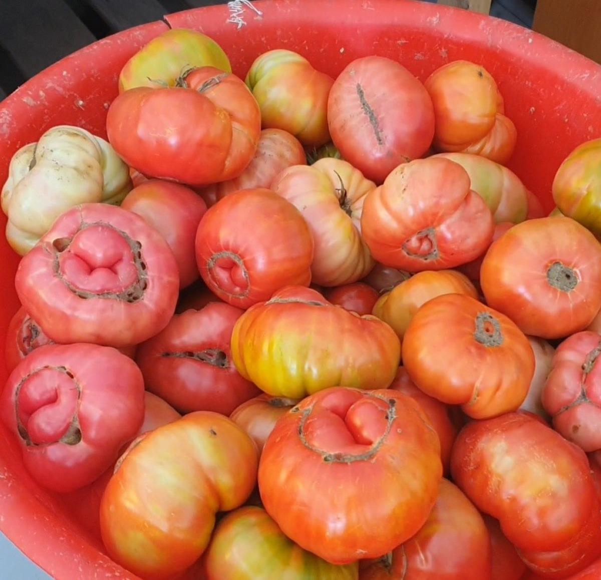 Ata tohumunu toprağa ektiler, ortaya devleri çıktı! Bir tanesi 1 kilo 200 gram 2
