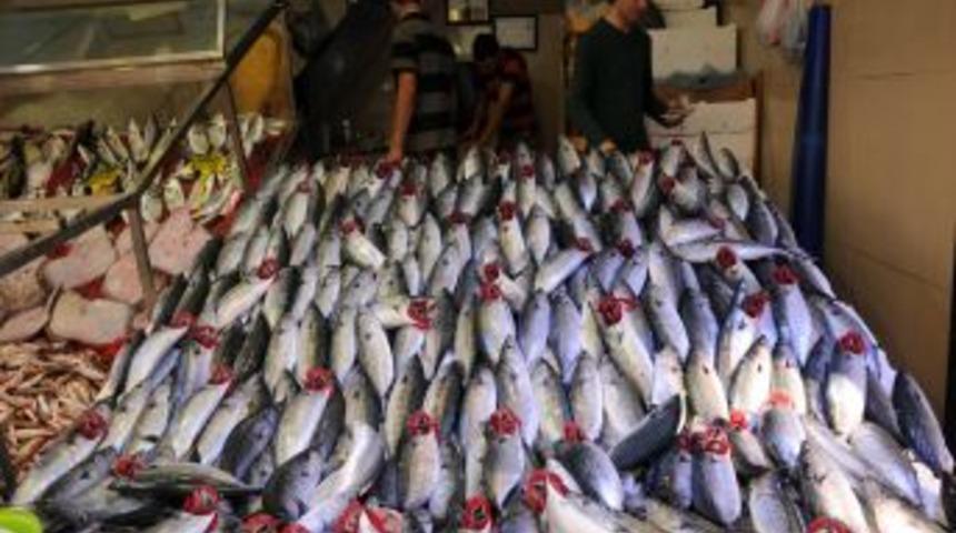 Samsun'da palamut ucuzladı, mezgit pahalandı