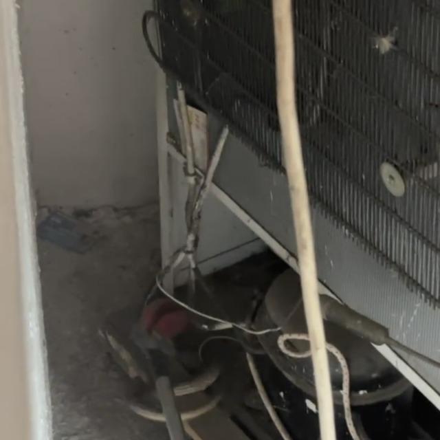 Dükkana giren yılan paniğe sebep oldu 1