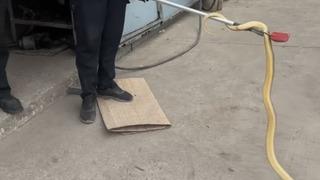 Dükkana giren yılan paniğe sebep oldu