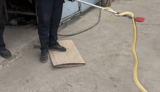 D&uuml;kkana giren yılan paniğe sebep oldu
